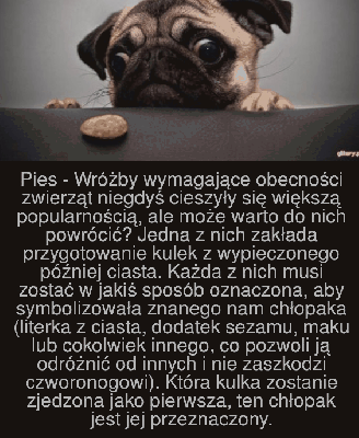 Wróżba pies